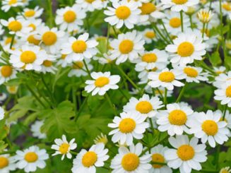 feverfew