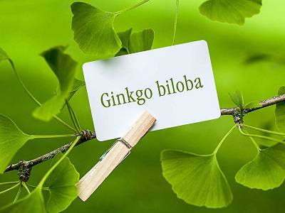 Ginkgo Biloba và chứng minh khoa học tác dụng cho người thiếu máu lên não.